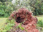 Storm damage fallen trees